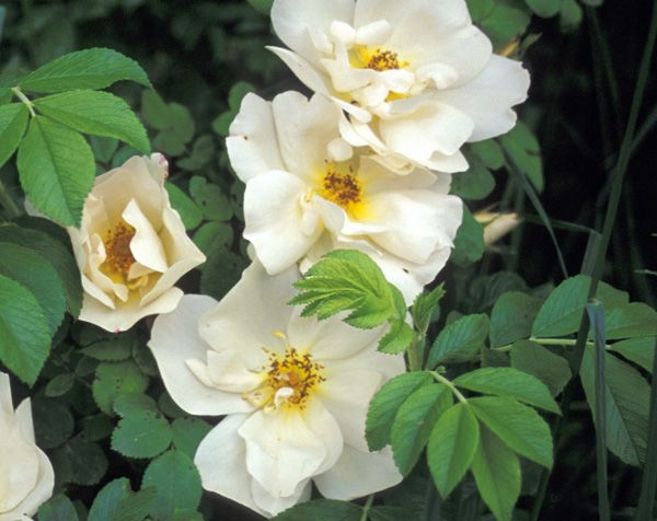 'Maiden's Blush'